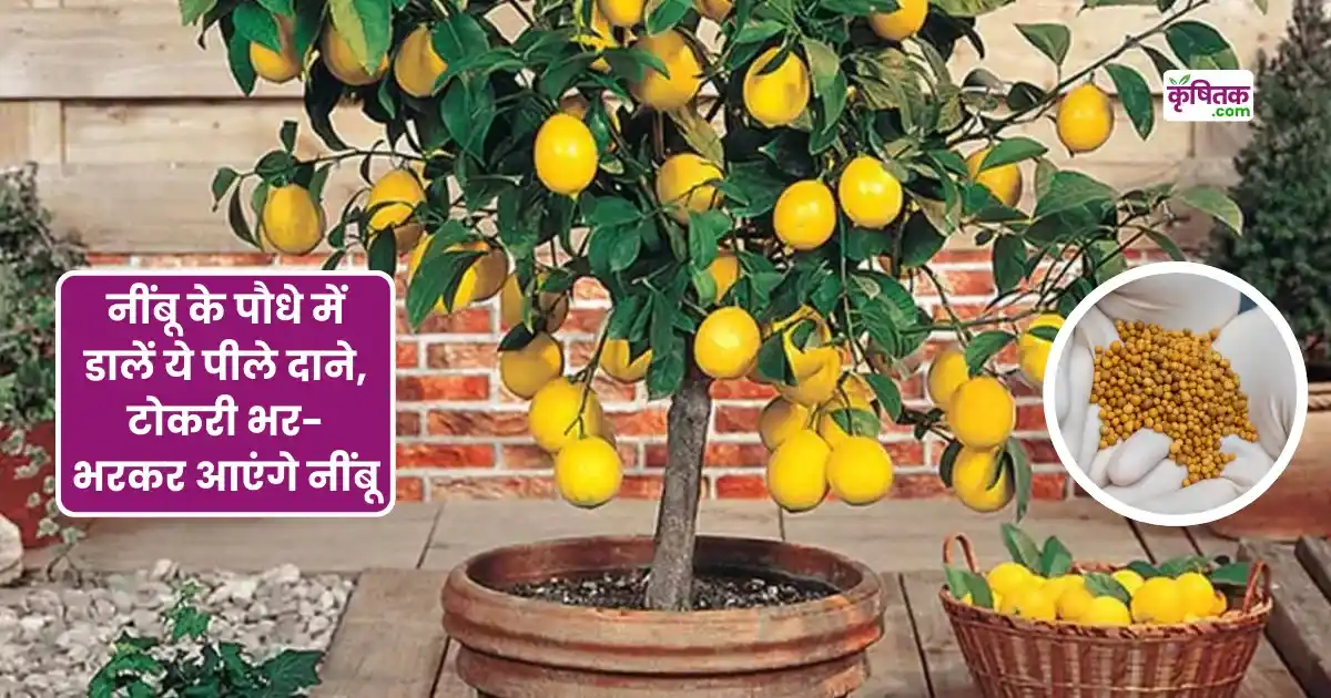 Lemon Farming Tips