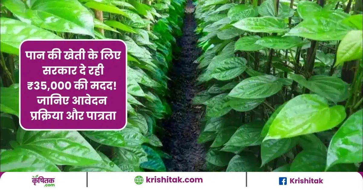 Paan Vikas Yojana