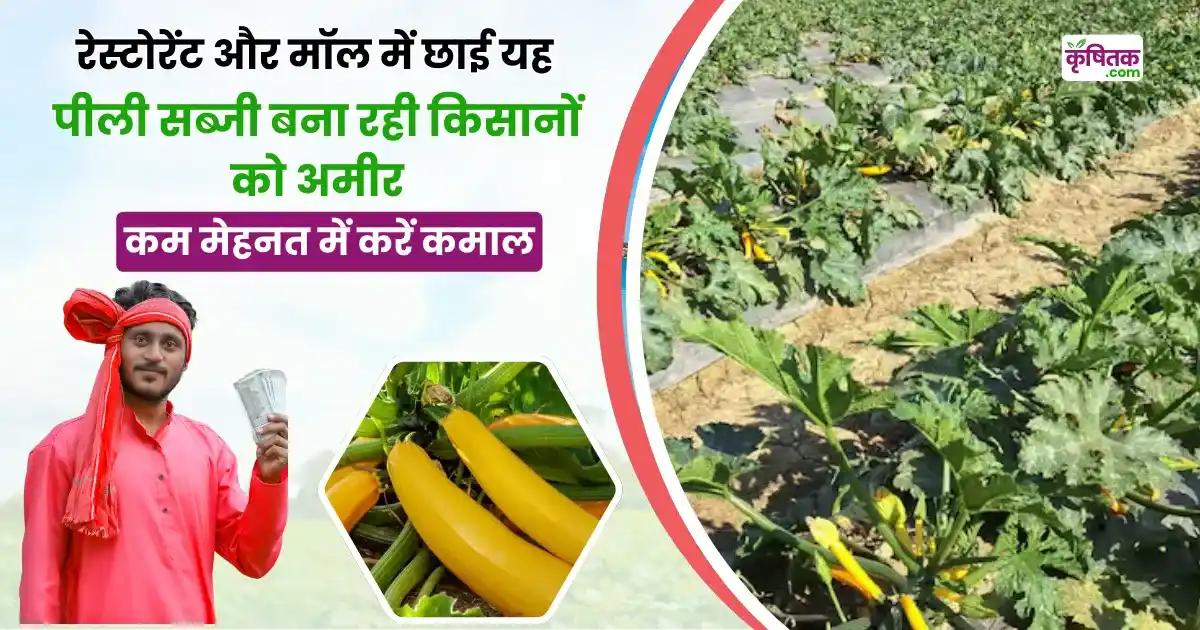 Pili jukini Ki Kheti