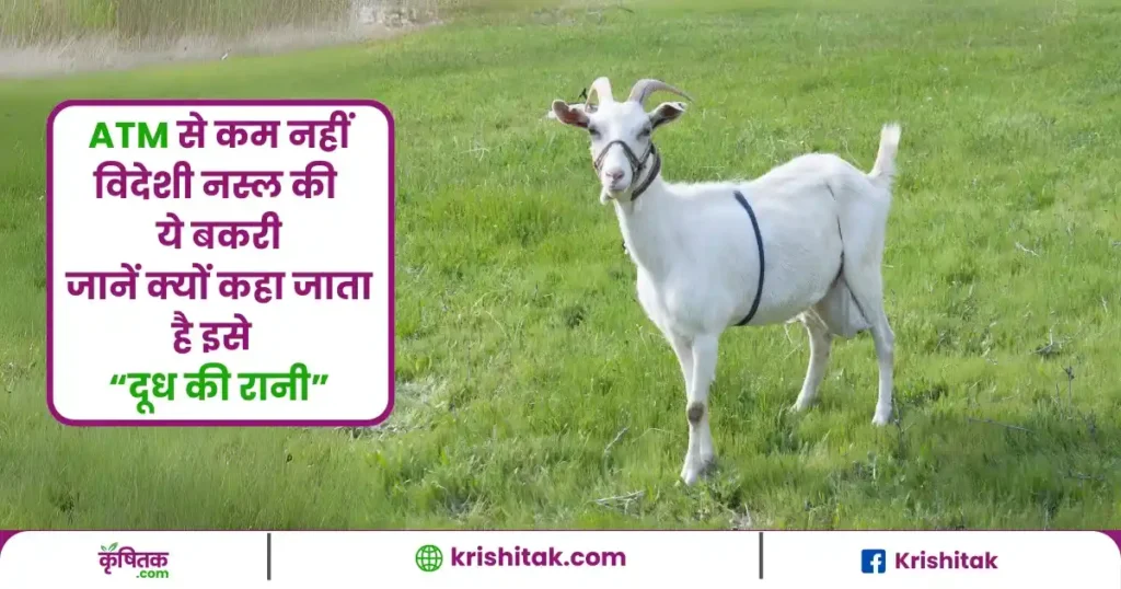 सानेन बकरी पालन