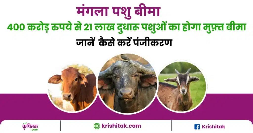 मुख्यमंत्री मंगला पशु बीमा योजना
