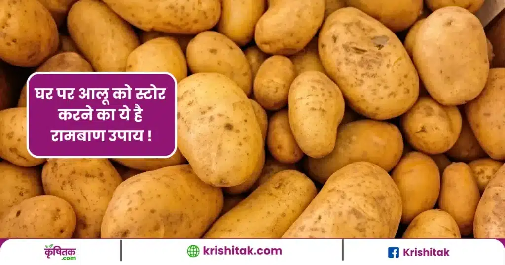 How to store potatoes at home