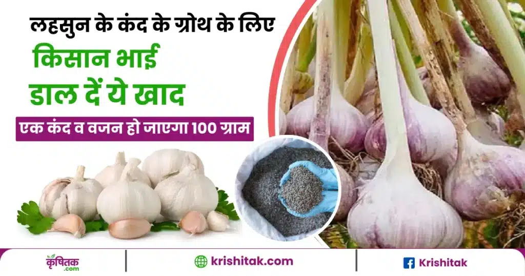 Best fertilizer for garlic