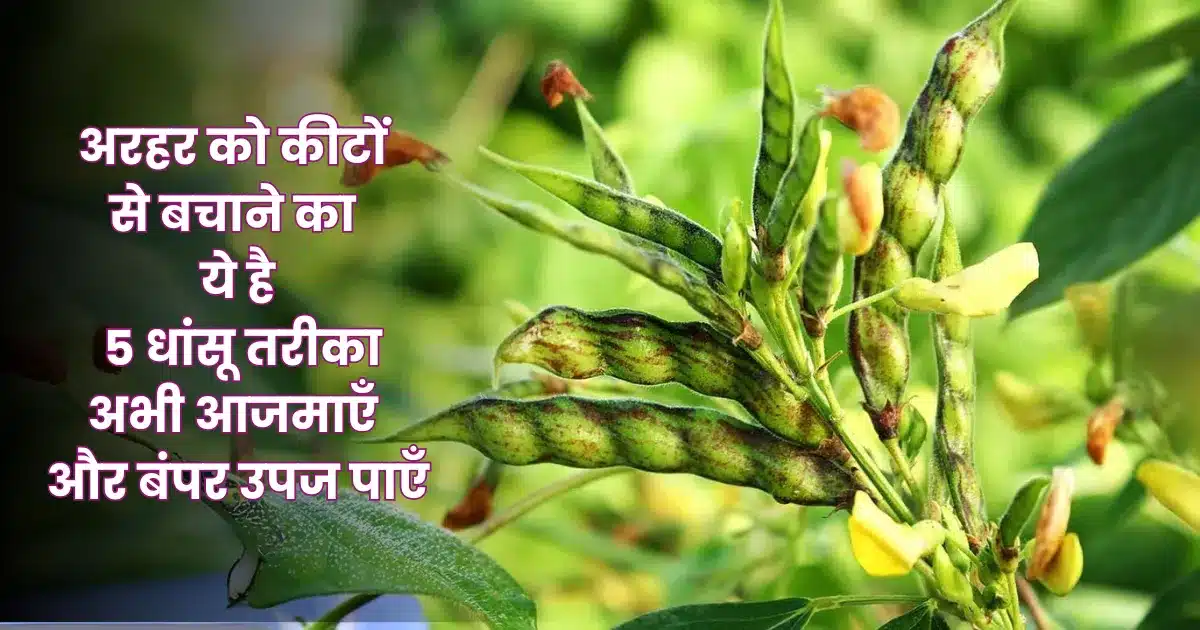 Pigeon Pea Pest Control