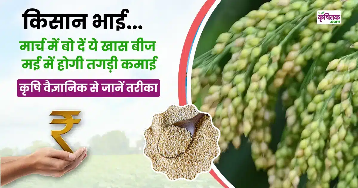 Cheena Ki Kheti