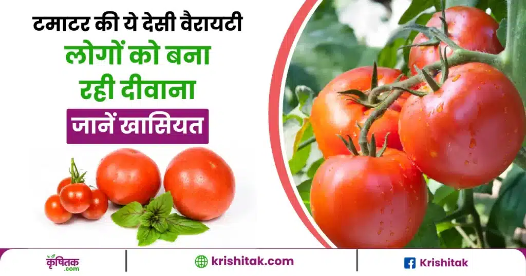 Desi Tomato Farming