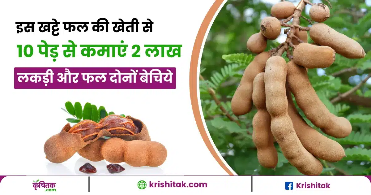 Tamarind Farming in Hindi