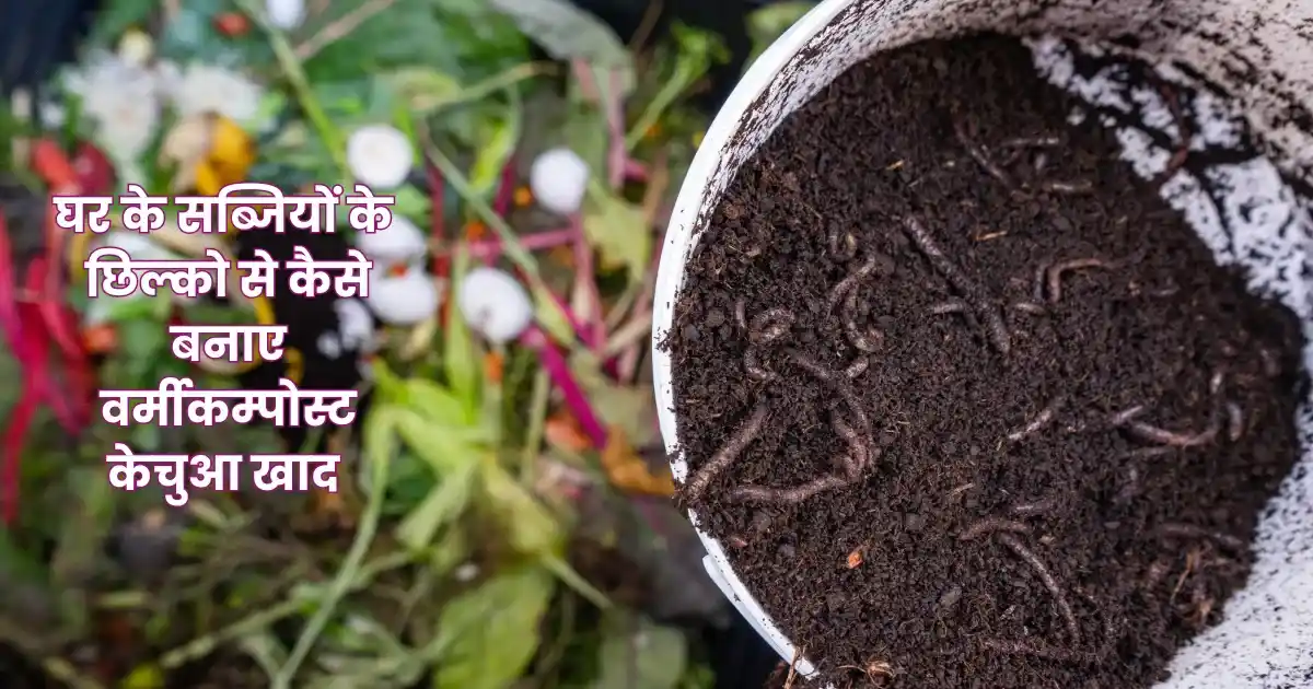 Vermi compost