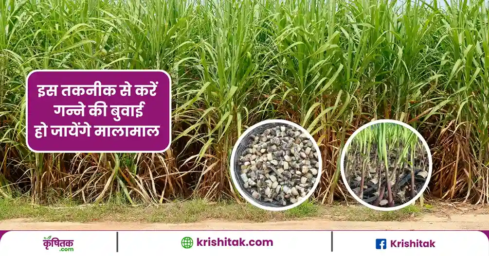 Sugarcane Farming Tips