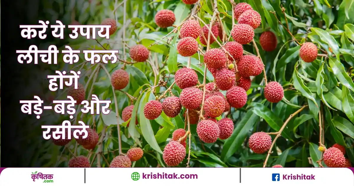 Litchi Farming Tips