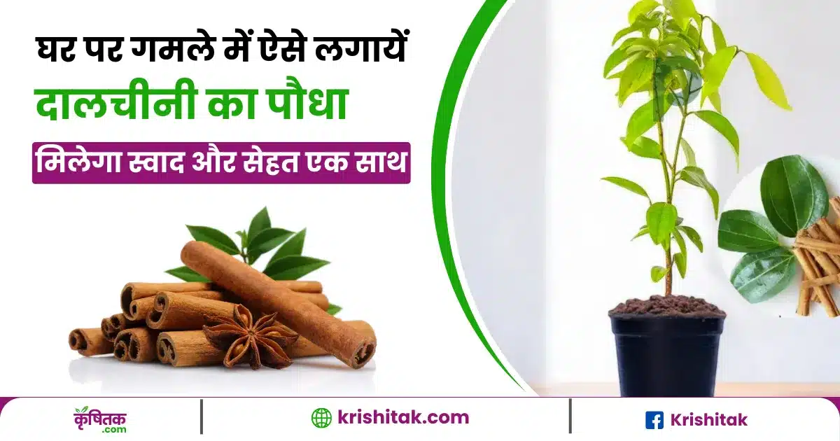 Cinnamon Plantation in Hindi