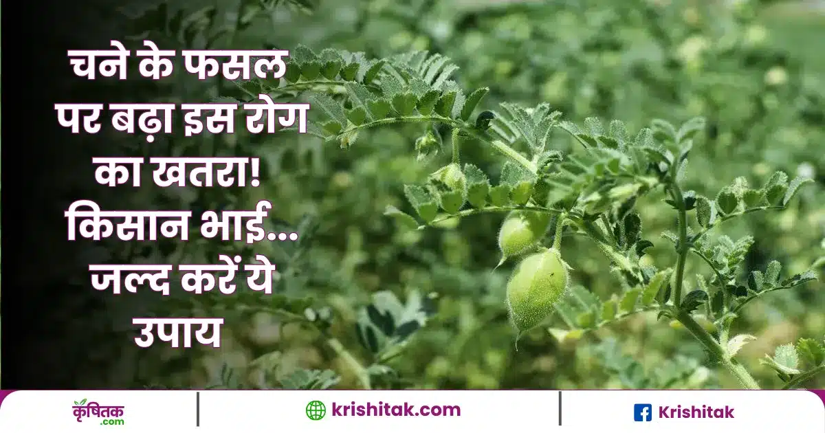 चने के फसल पर बढ़ा इस रोग का खतरा! किसान भाई... जल्द करें ये उपाय, नहीं तो पछतायेंगे