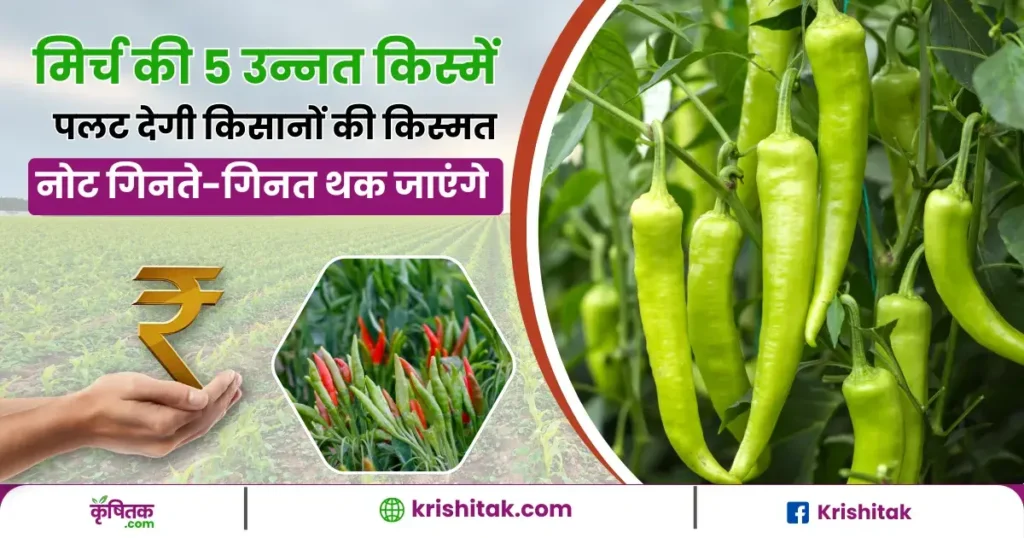 Green Chilli Farming Tips