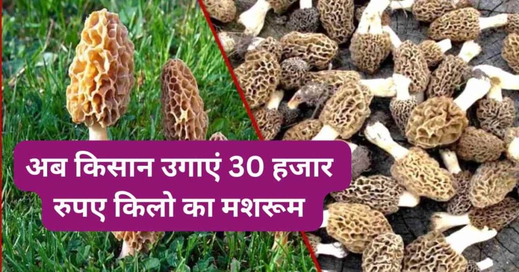 Gucchi mashroom Farming