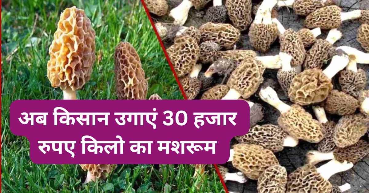 Gucchi mashroom Farming