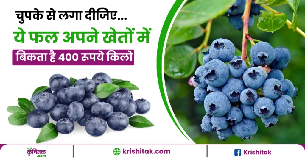 Blueberry Farming In Hindi