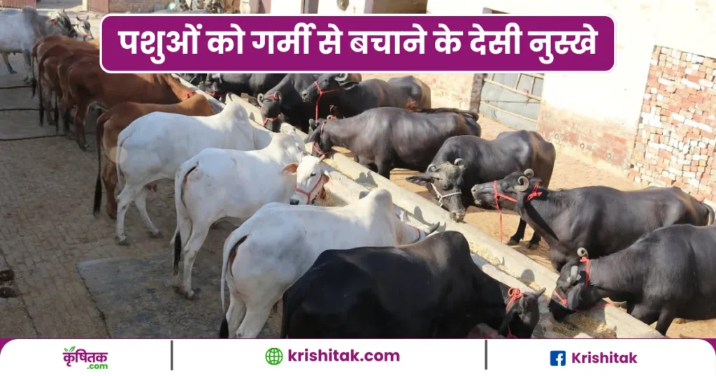 Pashuon Ko Garmi Se Bachane Ke Desi Nushkhe