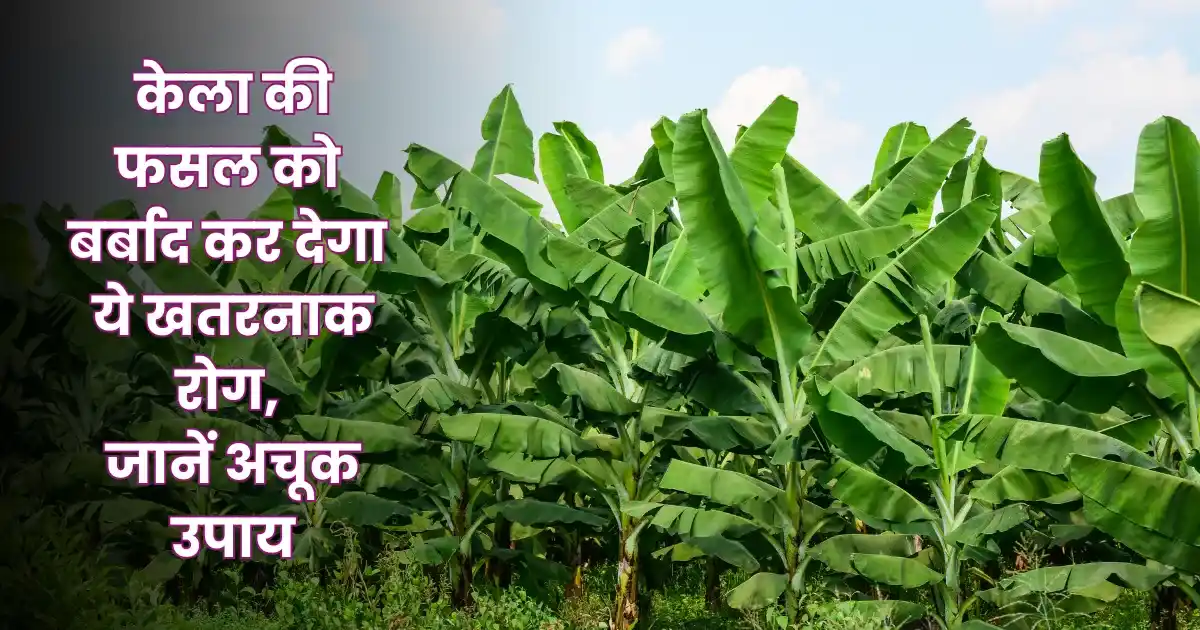 Banana Farming Tips