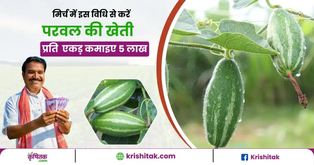 Parwal ki kheti