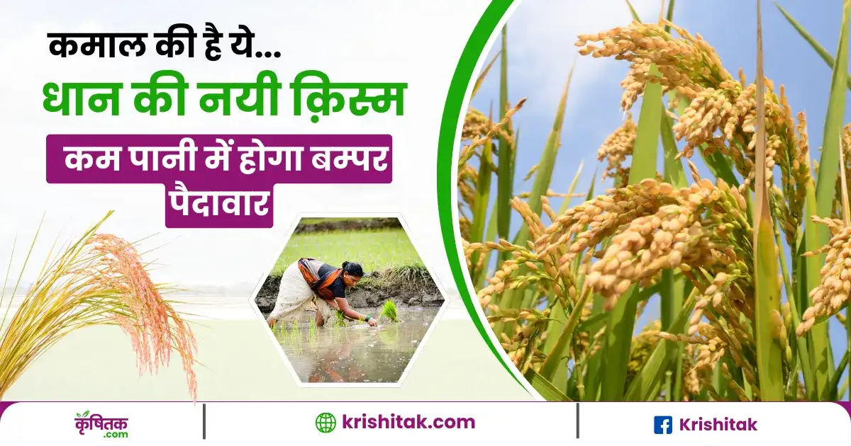 स्वर्ण पूर्वी धान-4
