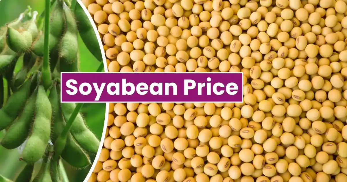 Soyabean Price