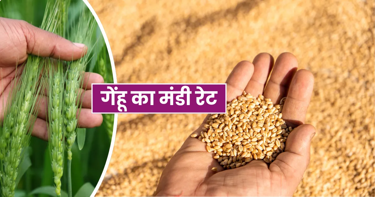 Wheat Mandi Rate
