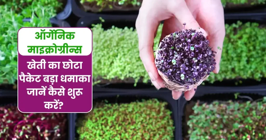 ऑर्गेनिक माइक्रोग्रीन्स