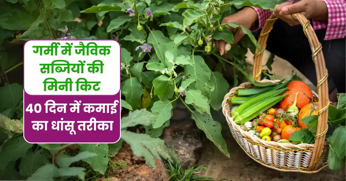गर्मी में जैविक सब्जियों की मिनी किट