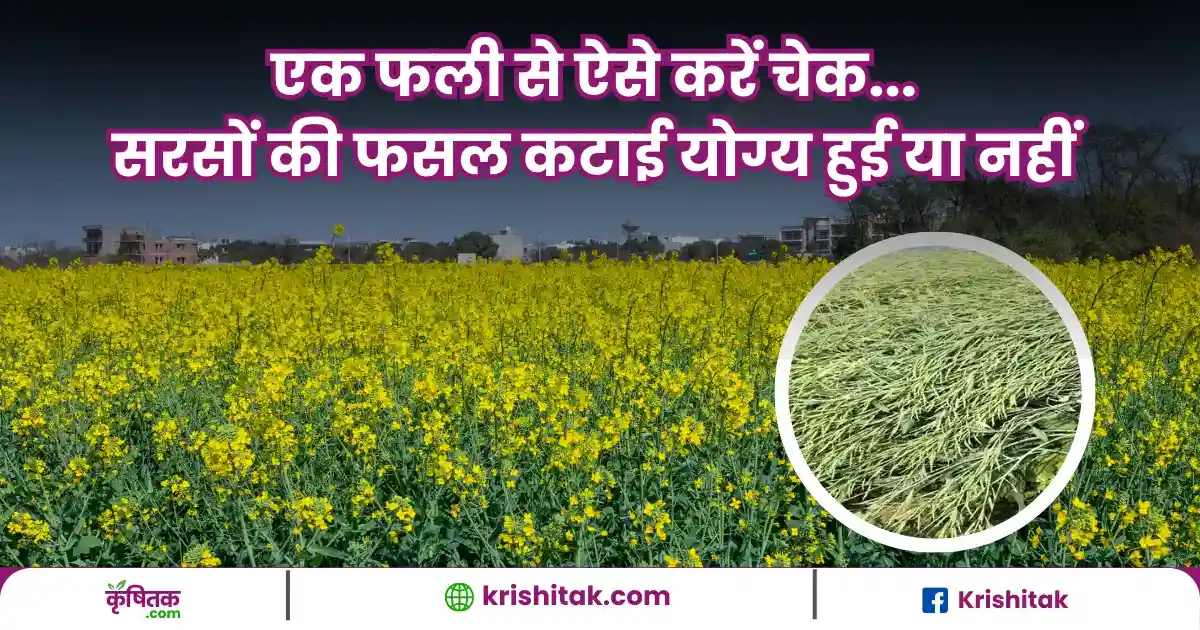 Mustard Harvesting Tips