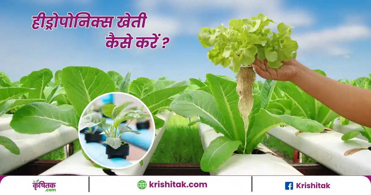 Hydroponic farming In Hindi