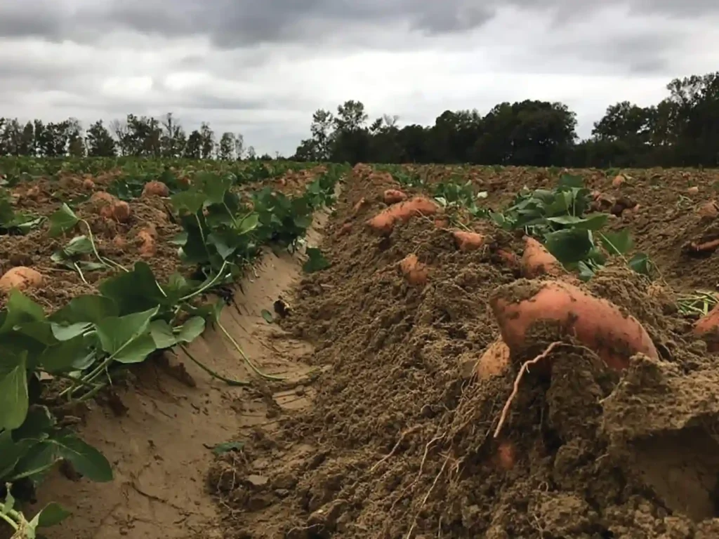 Sweet Potato Organic Farming