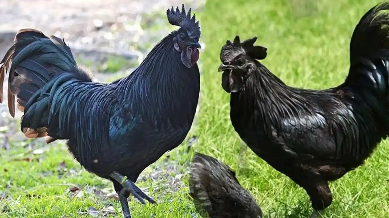 Kadaknath Chicken Palan