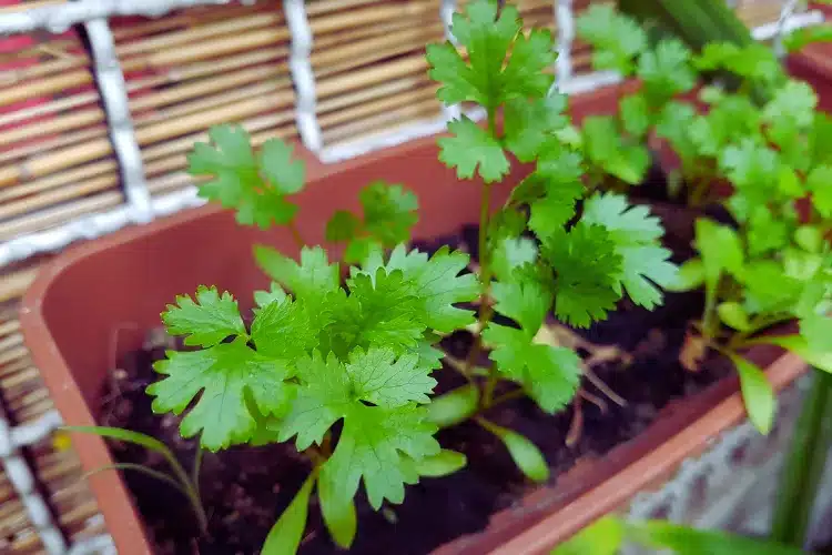 Kitchen Gardening Tips in Hindi
