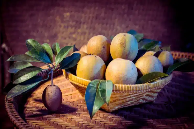 Sapota cultivation In Hindi