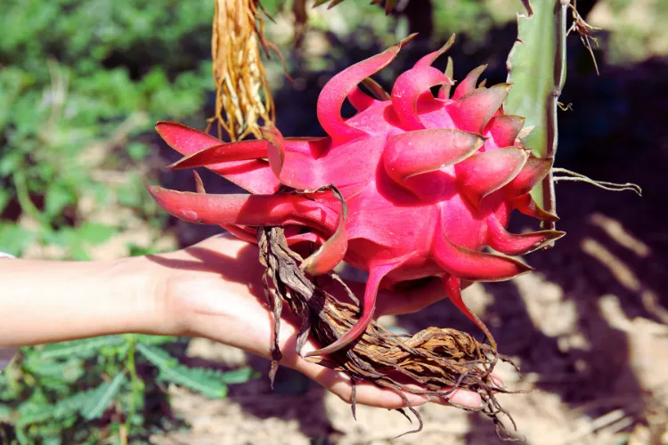Dragon fruit farming