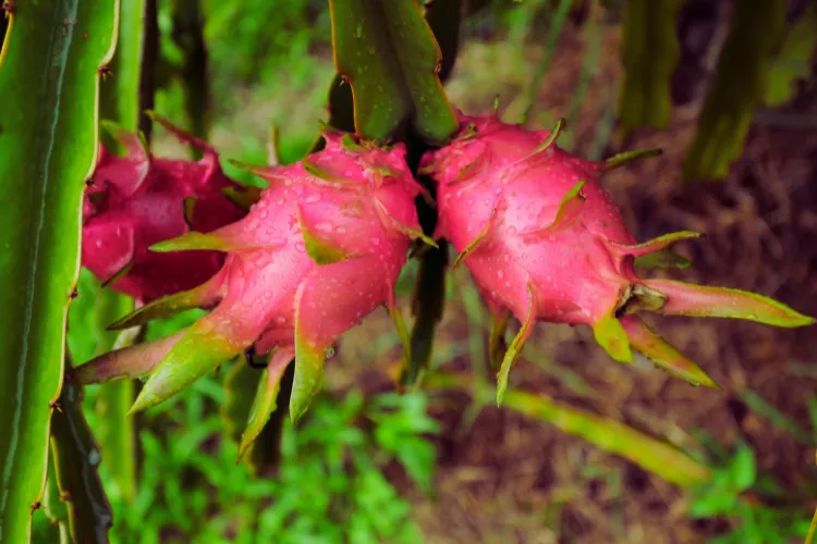Dragon fruit farming