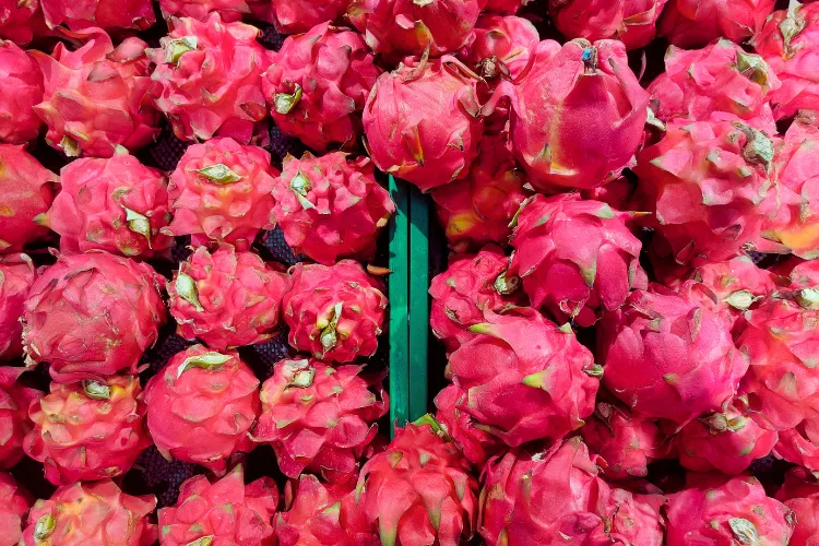 Dragon fruit farming