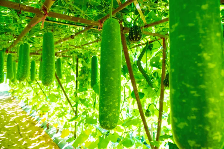lauki ki organic kheti