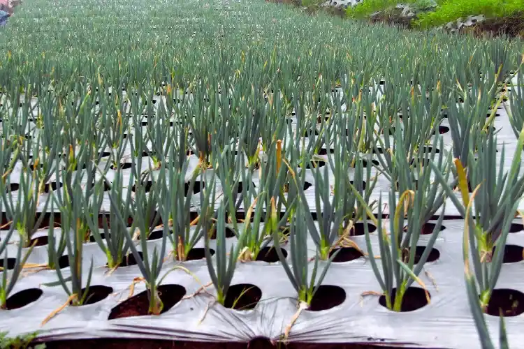 Pyaj Ki Organic Kheti