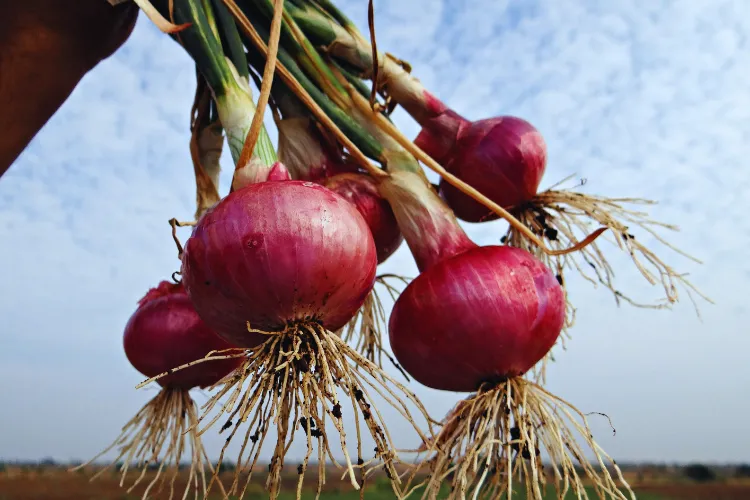 Pyaj Ki Organic Kheti
