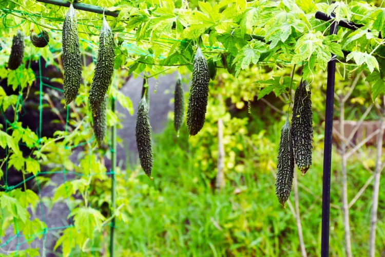 Bitter Gourd Organic Farming