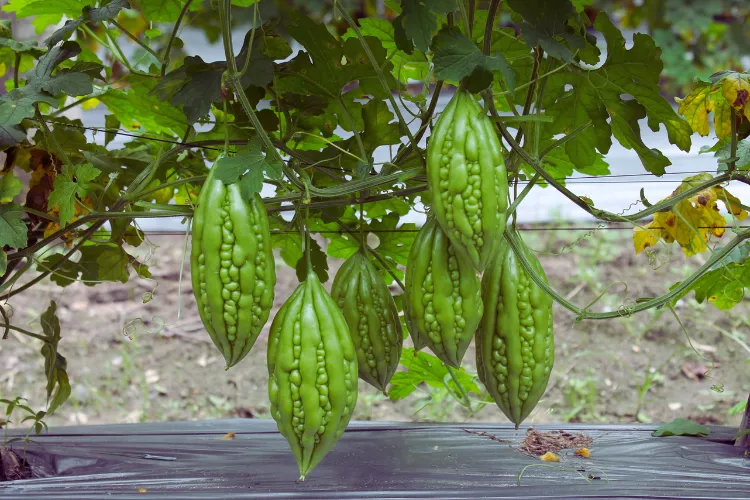 Bitter Gourd Organic Farming