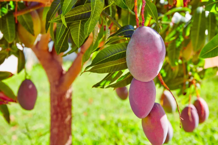 Miyazaki Mango ki kheti