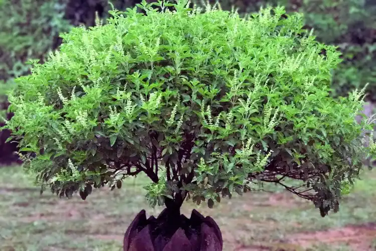 तुलसी का पौधा हरा-भरा कैसे रखें? जानें प्रूनिंग, धूप और खाद के टिप्स