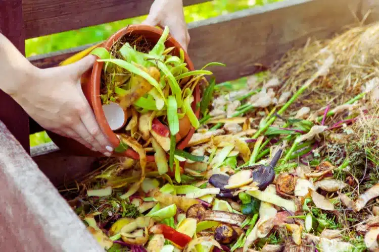 Kitchen Gardening Tips in Hindi