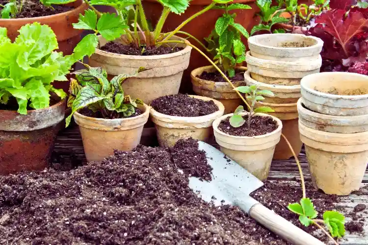 Kitchen Gardening Tips in Hindi