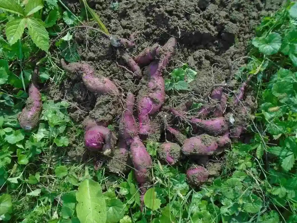 Sweet Potato Organic Farming