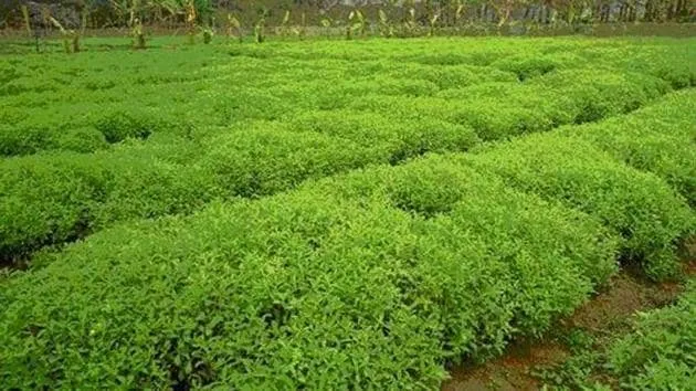 डायबिटीज मरीजों की पसंद बना स्टीविया इसकी खेती कर किसान हो रहे मालामाल