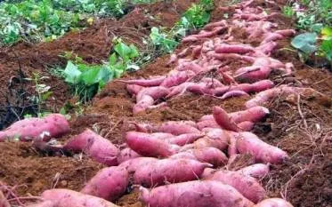 Sweet Potato Organic Farming