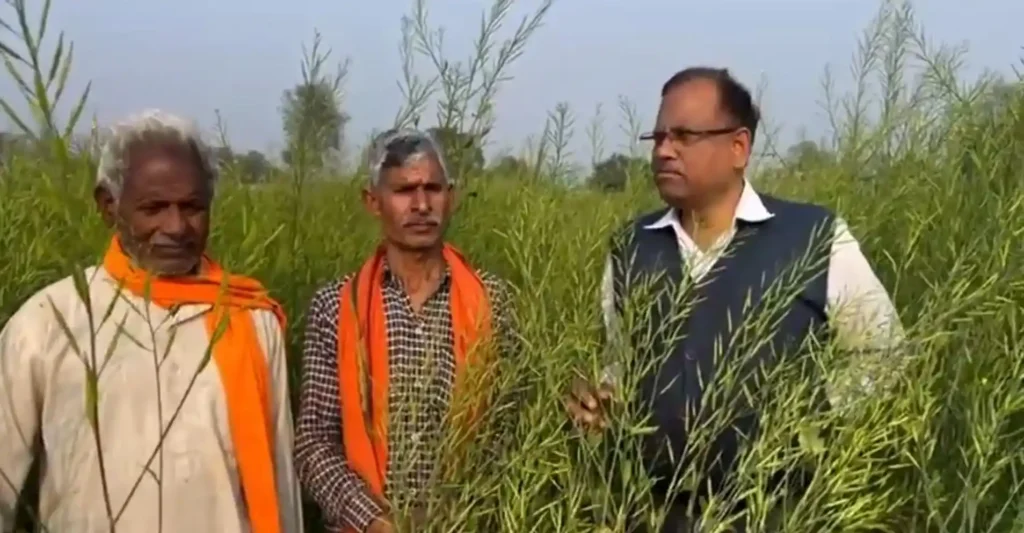 यूपी के किसान ने किया कमाल बिना सिंचाई के सरसों की खास किस्म तैयार की, 70 दिन में 6 फीट ऊंचाई तक पहुंचा पौधा